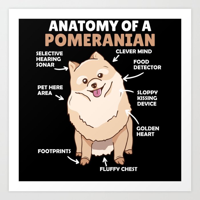 Anatomy Of A Pomeranian Cute Dog Puppy Art Print