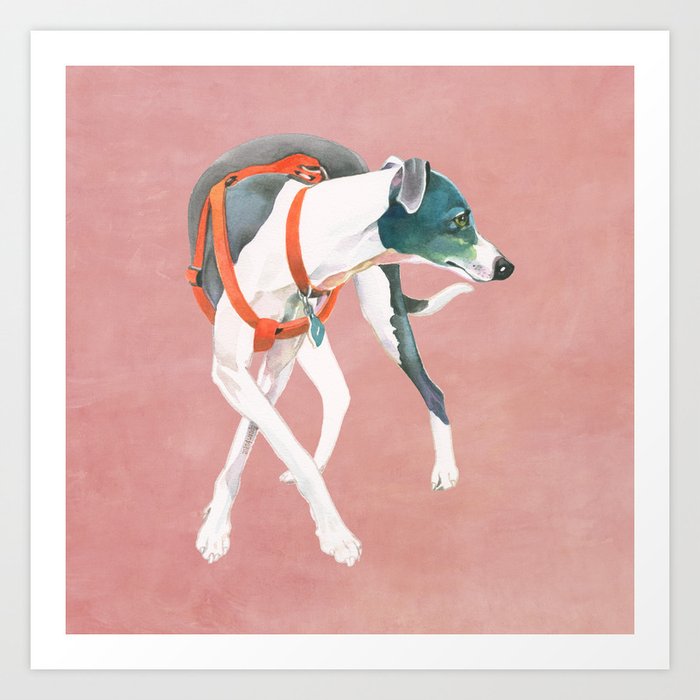 Italian Greyhound Art Print