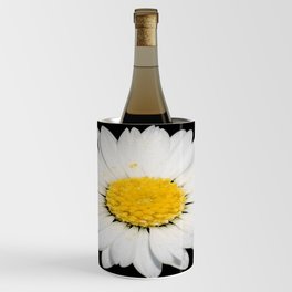 Top View of a White Daisy Isolated on Black Wine Chiller