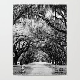 Spanish Moss on Southern Live Oak Trees black and white photograph / black and white art photography Poster