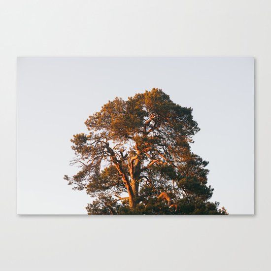 Half Tree Canvas Print