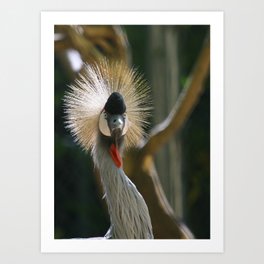 African Crowned Crane Art Print