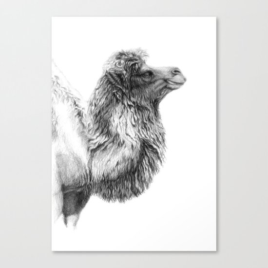 Bactrian Camel G079 Canvas Print