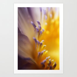 Yellow and purple water lily | Fine art macro photography |  Art Print