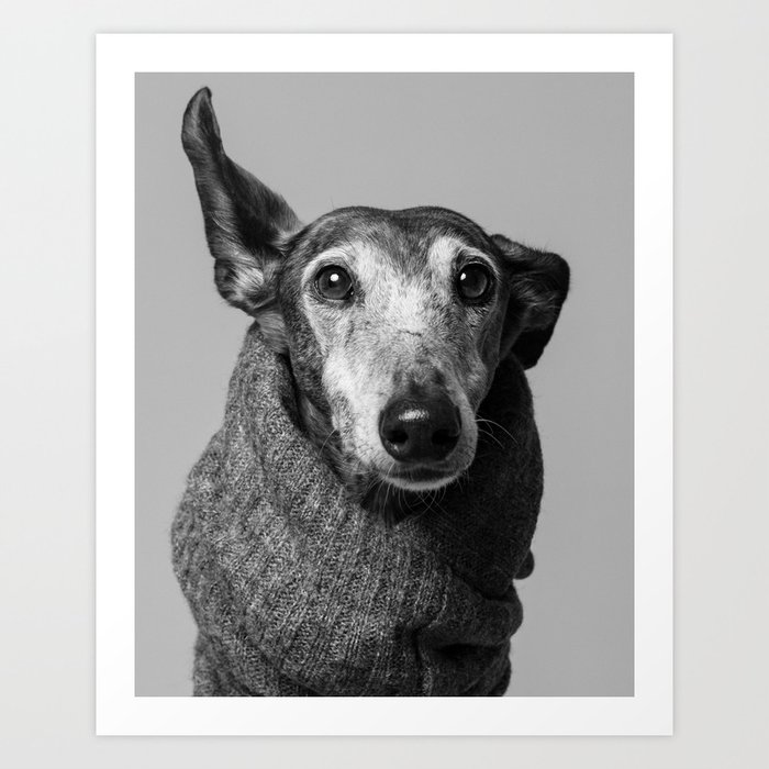 Winter Greyhound  Art Print