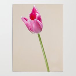 Pastel colored Dutch tulip photo Fine Art Print Poster