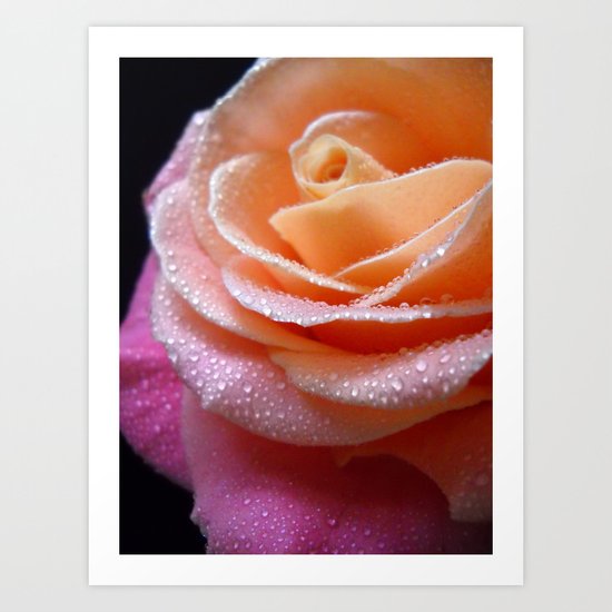 Rose Macro. On Front Page. Art Print