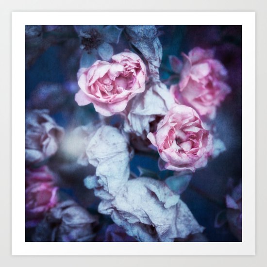 WINTER ROSES Art Print