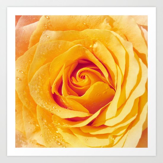 Gold Rose Bud- Yellow Roses and flowers Art Print