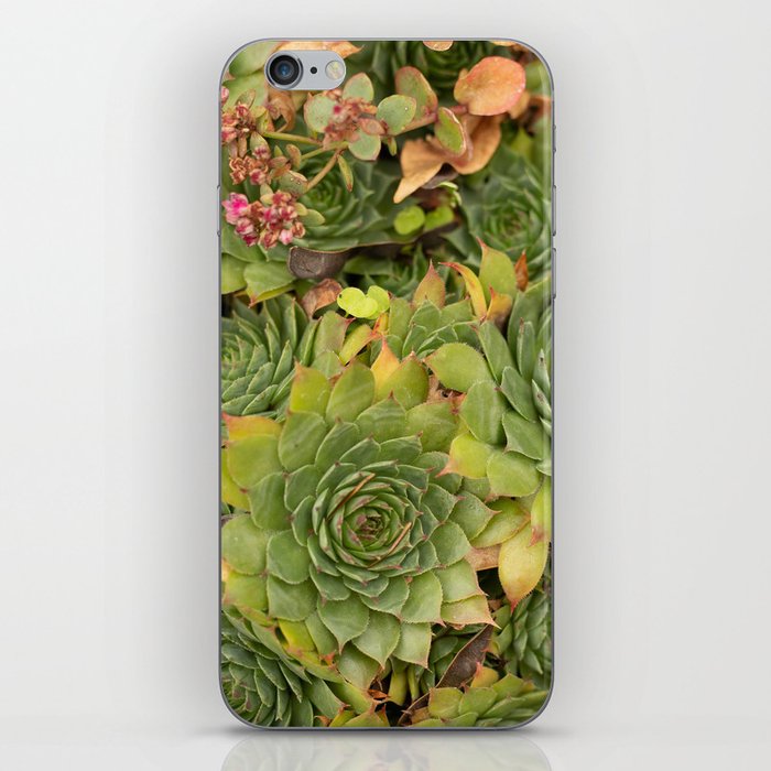 Succulent  iPhone Skin