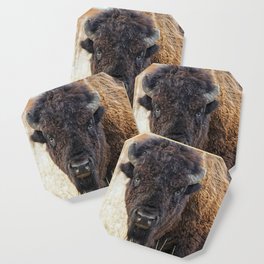 Bison / Buffalo - Staring Contest Coaster