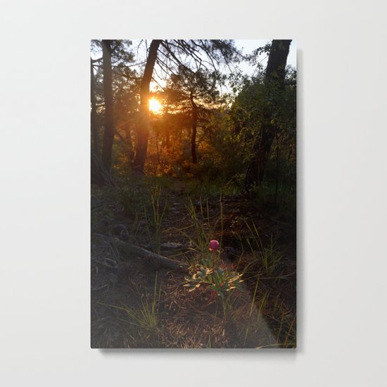 "Flower Into The Woods" Happy Peony looking for the last sun.. Metal Print