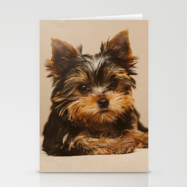A Yorkie Puppy and a Polaroid Land Camera Stationery Cards