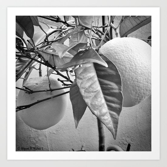 Oranges in my garden Art Print
