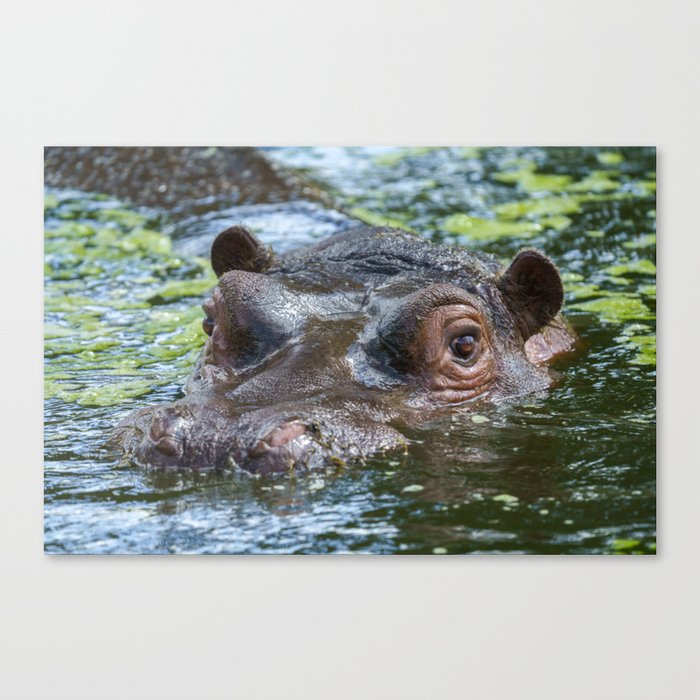 Hippo In The Water Canvas Print