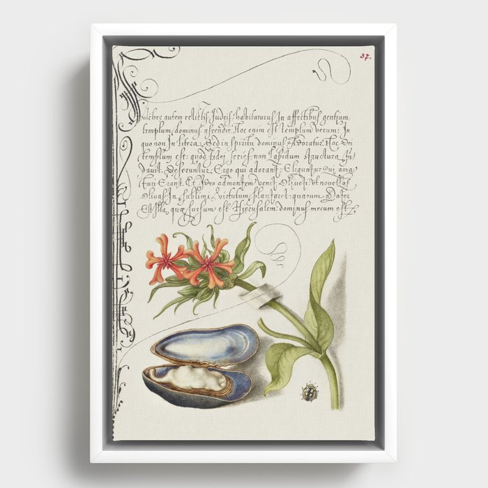Oyster and flowers vintage calligraphic art Framed Canvas