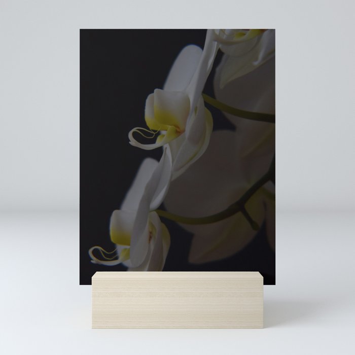 Bloom in the Dark Mini Art Print
