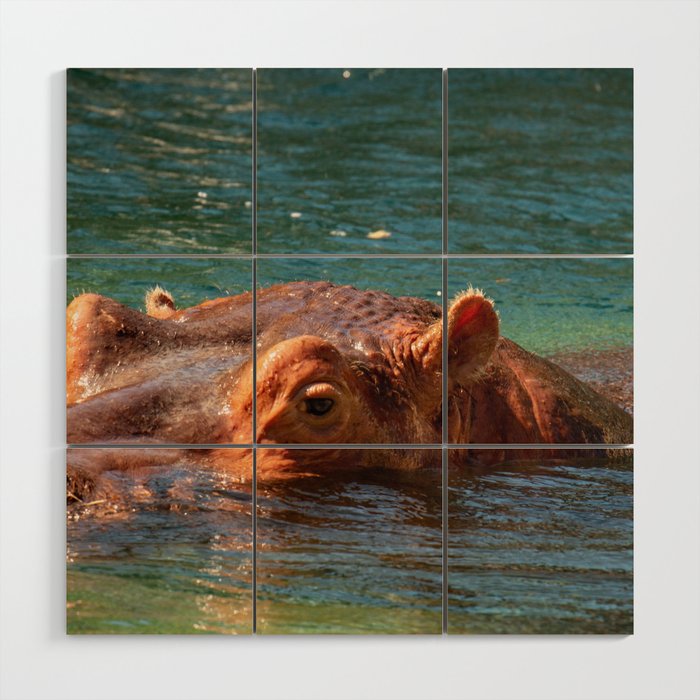 African hippo swimming in water Wood Wall Art