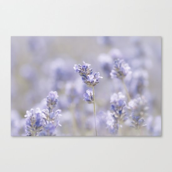 Sweet Lavender Canvas Print