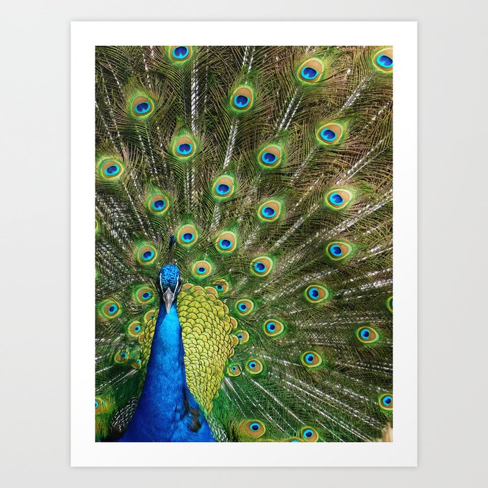 Tranquil Feathers Art Print
