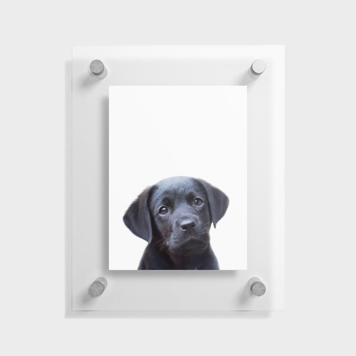 Puppy Black Labrador, Kids Art, Baby Animals Art Print by Synplus Floating Acrylic Print