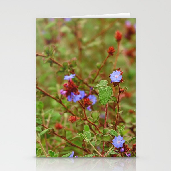 Blue Plumbago flowers | Wildflower meadow  Stationery Cards
