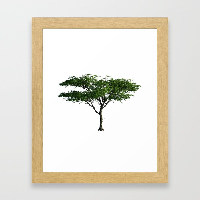 Acacia Tree Framed Art Print