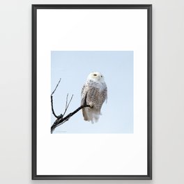 Lofty Vision: Snowy Owl Framed Art Print