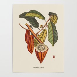 Cocoa Bean Antique Botanical Illustration Poster