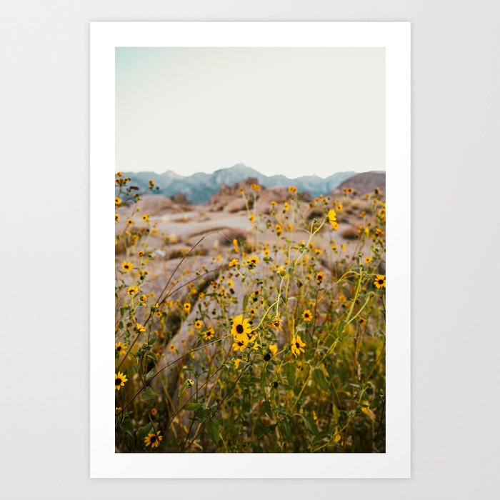 Wild Desert Flowers Art Print