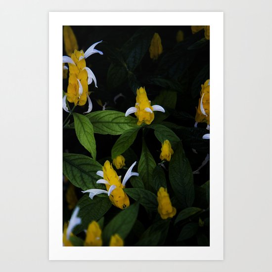 Golden shrimp plant. Flowers. Art Print