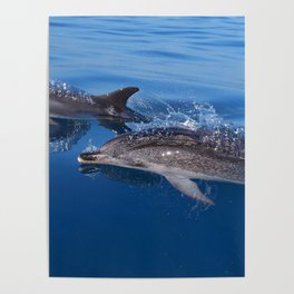 Mother and baby spotted dolphin Poster