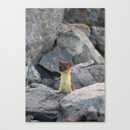 Short-tailed Weasel | Wildlife Photography Canvas Print