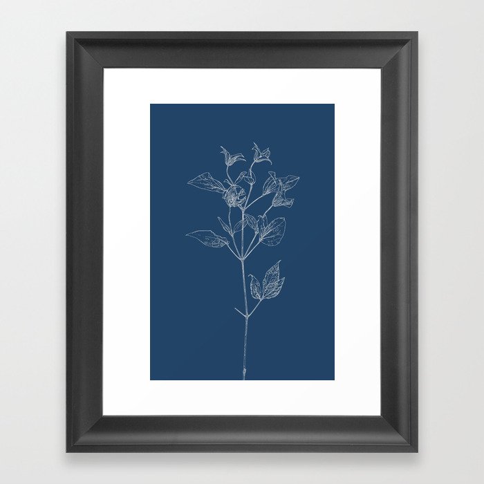 Clematis Blueprint Framed Art Print