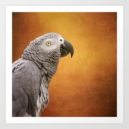 African grey parrot Art Print
