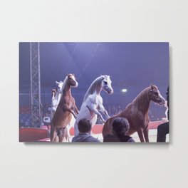 Circus Horses Metal Print | Chestnut, Circus, Horse, Rearing, Digital, White, Standing, Act, Up, Photo 
