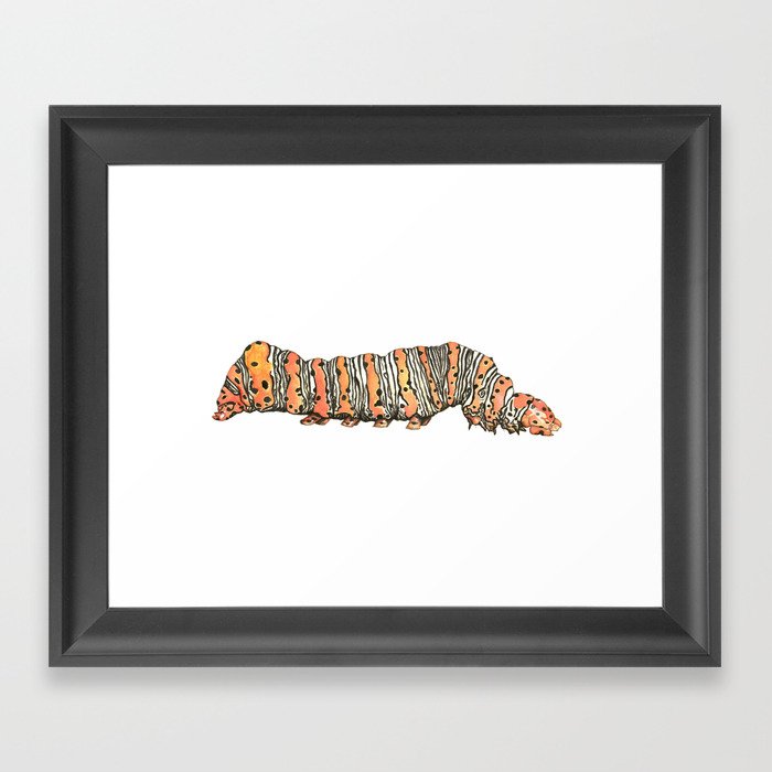 Beautiful Wood-nymph Caterpillar Framed Art Print