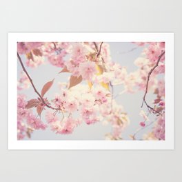 Cherry blossoms Art Print