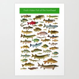 Illustrated Northeast Game Fish Identification Chart Art Print