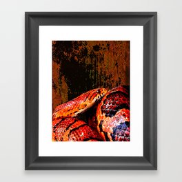 Grunge Coiled Corn Snake Framed Art Print