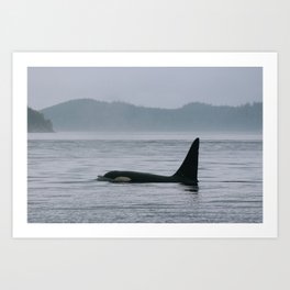 Wild Orca Art Print
