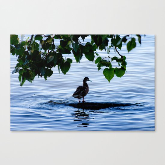 Duck - Photo Canvas Print