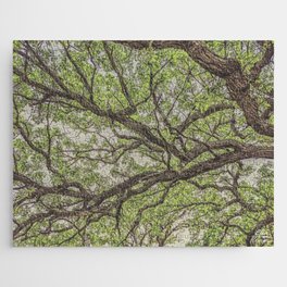 Oak Tree Canopy Jigsaw Puzzle