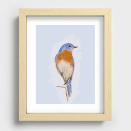 Eastern Bluebird  Recessed Framed Print