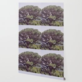 Altintas Aydin Bozdogan Nature Reserve Pistachio Tree Wallpaper