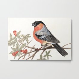 Eurasian bullfinch bird Metal Print | Red, Animal, Painting, Bullfinch, White, Commonbullfinch, Orange, Watercolorpainting, Black, Grey 