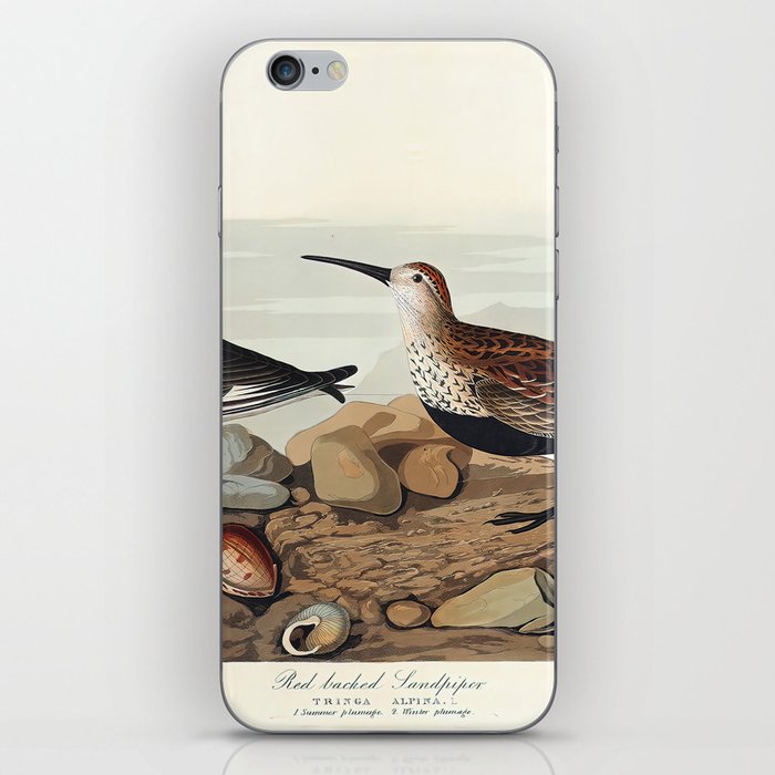 Red backed Sandpiper from Birds of America (1827) by John James Audubon iPhone Skin