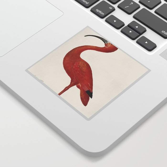 Scarlet Ibis with an Egg Sticker