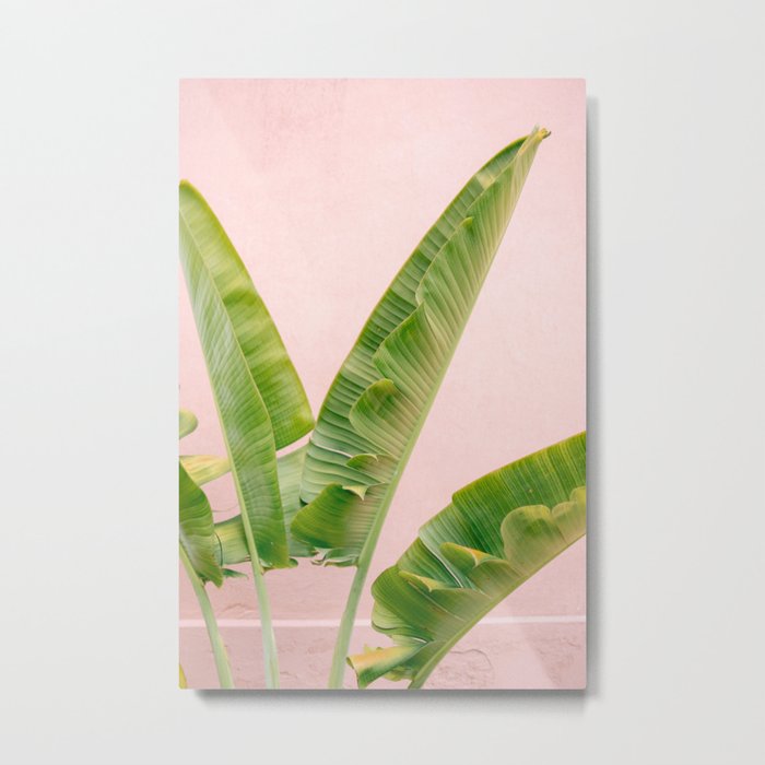 Palm on pink in Merida | Botanical Pastel Mexico travel photography Metal Print
