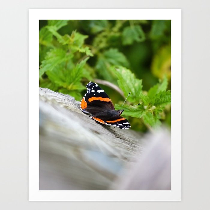 Butterfly Resting Art Print